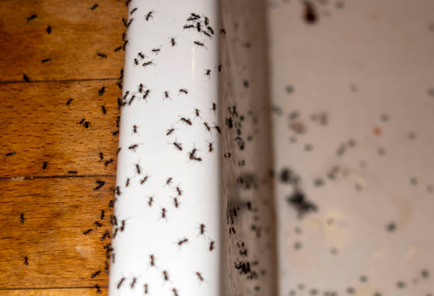 Best Exterminator Services  in Robbins, IL